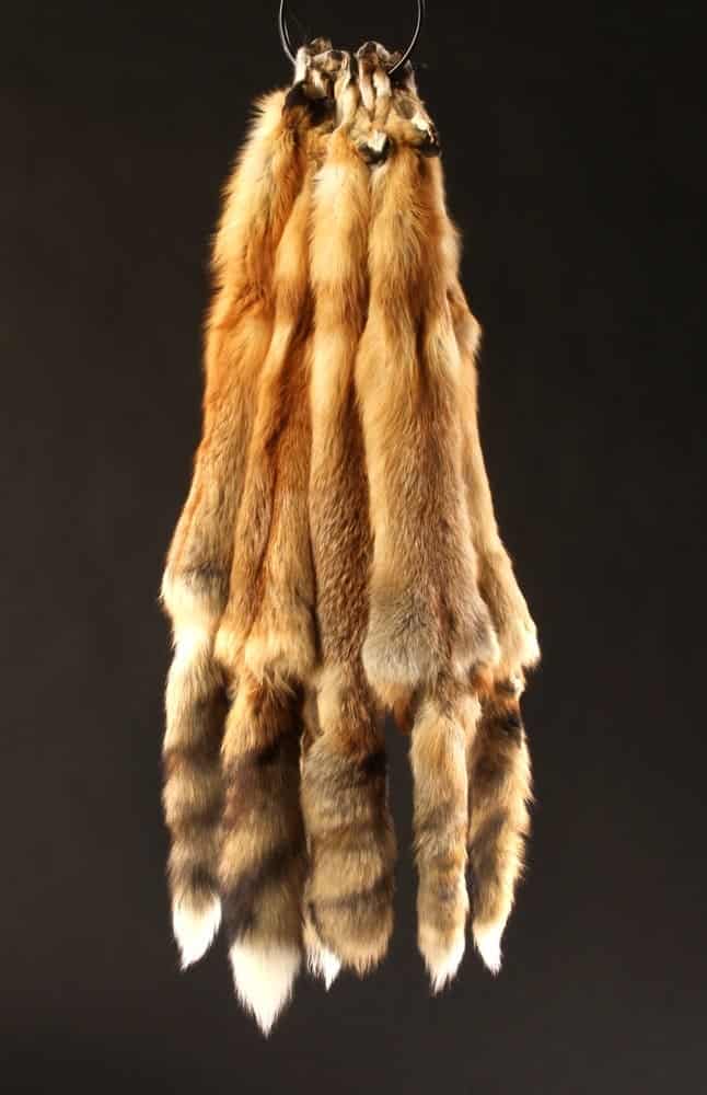 Fully Tanned Red Fox Face Just Face Hide Pelt 