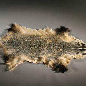 Tanned Flat-Semi-Hvy Badger Hide/Fur/Taxidermy/Free Shipping/Trapping/Pelts 