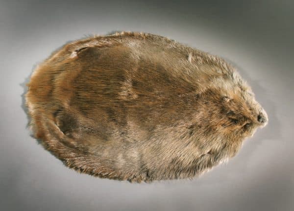 Beaver Fur Hide