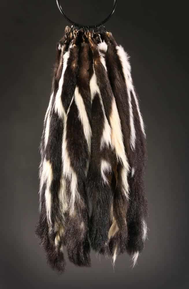 Tanned Skunk Pelt SKlowgrade lowgrade soft fur 