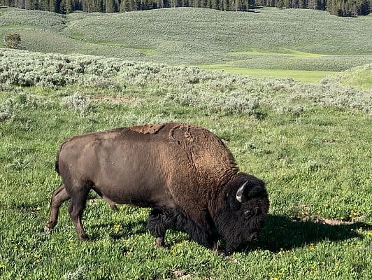 brown bison on grazing on grass field