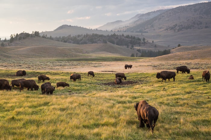 bison, lamar valley