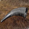 bison-horn-fur 2