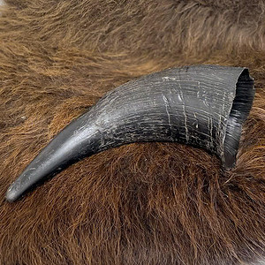 bison-horn-fur 2 